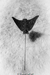 Sand | Search | Swim 
A Spotted Eagle Ray cruising inche... by Chase Darnell 